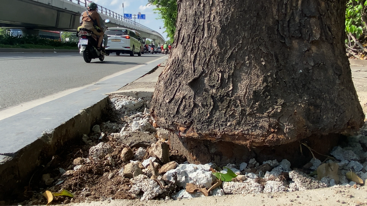 Cây xanh gần sân bay Tân Sơn Nhất được phá bỏ mặt bê tông 'dễ thở' hơn