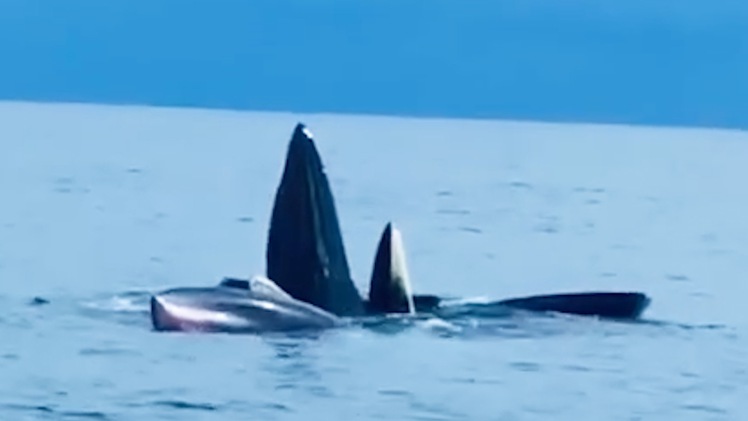 Cận cảnh đàn cá voi kiếm ăn gần đảo Cô Tô