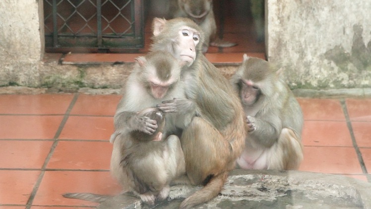 Thú nuôi tại Vườn thú Hà Nội được chống rét ra sao?