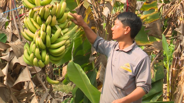 Xác minh nguyên nhân nhiều hộ trồng chuối bị thiệt hại nặng