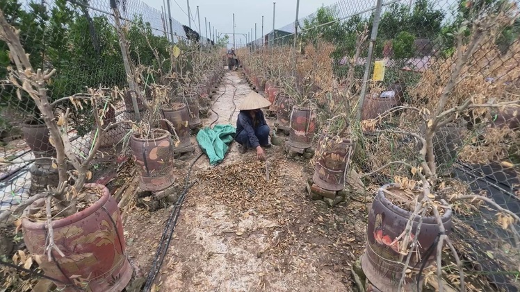 Góc nhìn trưa nay: Tết này, Hà Nội sẽ vắng bóng hoa đào