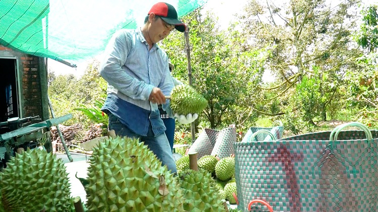 Sầu riêng Monthong ở miền Tây 195.000 đồng/kg, nhiều vựa nói không có hàng để mua