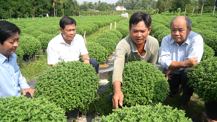 Vụ hàng ngàn giỏ cúc mâm xôi bị nhổ bỏ: Người cung cấp cây giống nói gì?