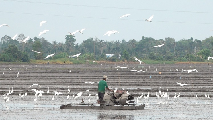 Cò trắng lũ lượt kéo về săn mồi trên đồng ruộng Kiên Giang