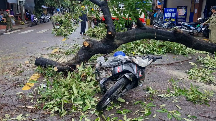 Người đàn ông đi xe máy bị cây hoa sữa đè, phải nhập viện