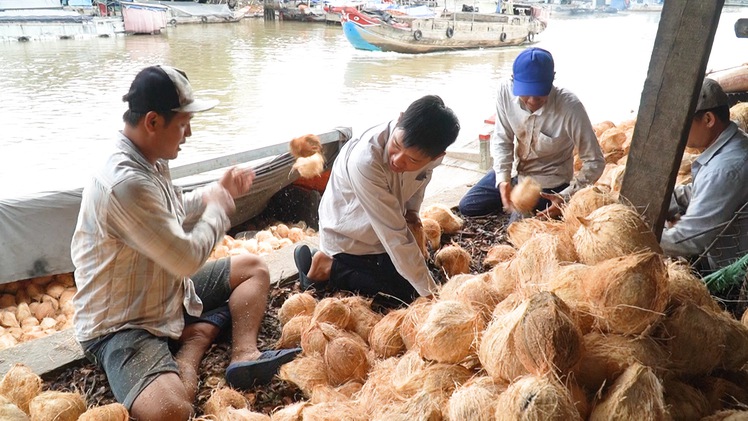 Dừa khô tại Bến Tre đang bán giá cao, nông dân 'sống được với cây dừa'