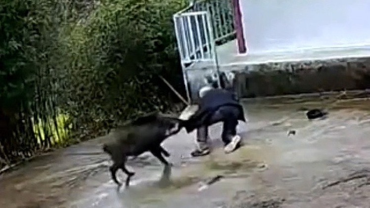 Lợn rừng hung hăng tấn công người dân chấn thương cột sống, gãy xương sườn