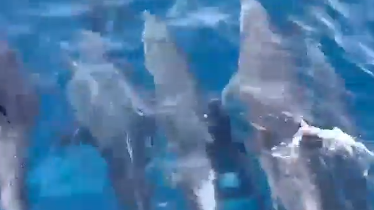 Khoảng 150 con cá heo xuất hiện, bơi tung tăng vùng biển danh thắng Mũi Điện