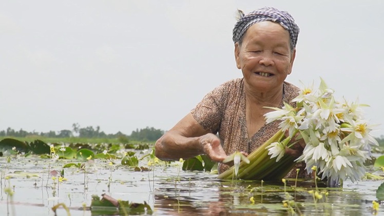 Góc nhìn trưa nay: Mùa bông súng ma khi nước ngập đồng ở Cà Mau