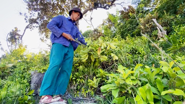 Góc nhìn trưa nay | Sống khỏe với nghề lên rừng hái lá thuốc