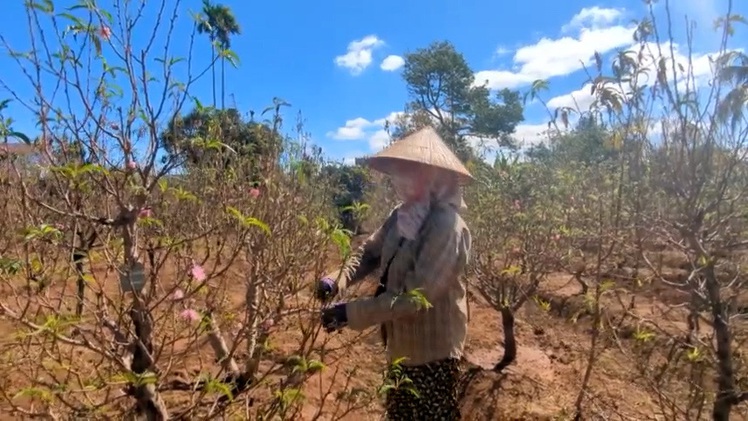 Đào khoe sắc trên đất Tây Nguyên