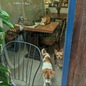 Chạy deadline tại quán cà phê có 17 chú mèo bị bỏ rơi